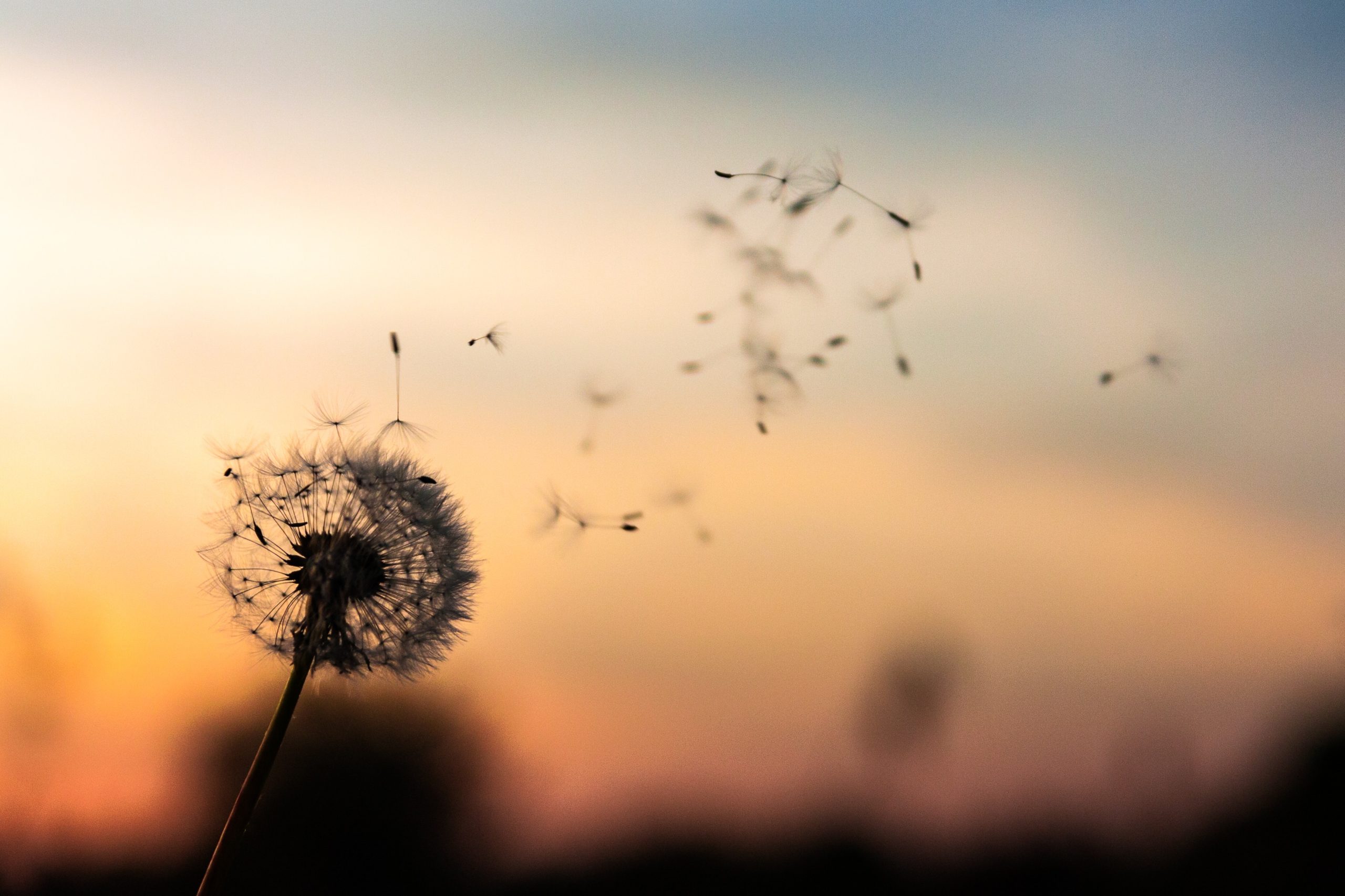 dawid-zawila-zb2vBaHYB2I-unsplash